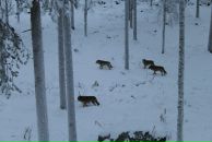 Анна Маркина фотография #35 (источник - https://vk.com/id1434636)