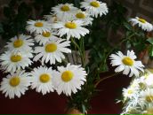 Фотография Севериновой Аллы