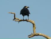 Фотография Lisovskiy Optims