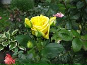 Эрика Быстрова фотография #29 (источник - https://vk.com/id111663)