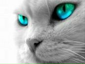 Фотография Тараненко Ады