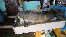 Фотография Алексеевой Ларисы