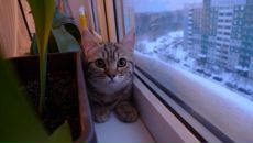 Фотография Дубровской Зои