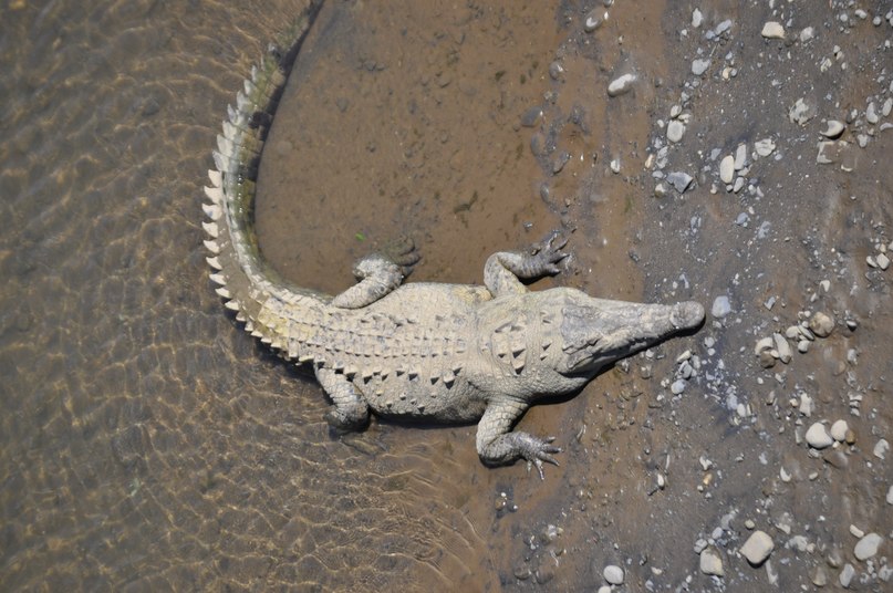 Братан Братан фотография #33