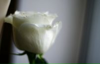 Фотография Фаворской Вероники