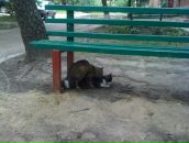 Фотография Авраменко Александра