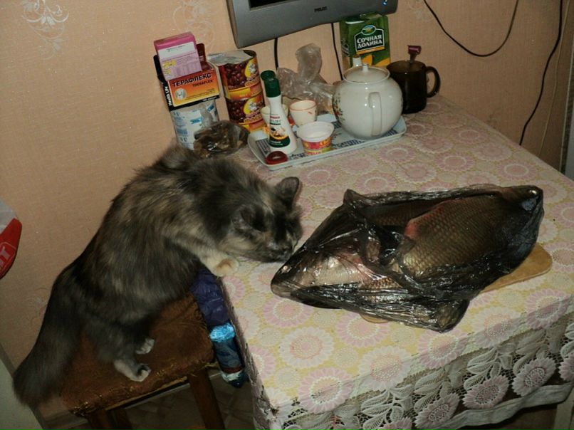 Игорь Дмитриев фото №1