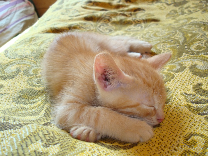 Denni Koks фотография #41