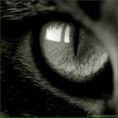 Фотография Кривошеевой Ольги