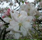 Сергій Гурінчук фотография #5 (источник - https://vk.com/id12433093)