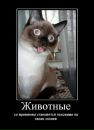 Игорь Темник фотография #30 (источник - https://vk.com/id96615668)