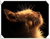 Фотография Burlakov Aleksey