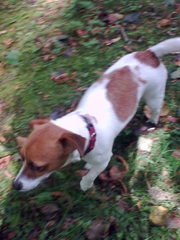 Николя Румынский фотография #38