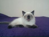 Фотография Бабаевой Нелли