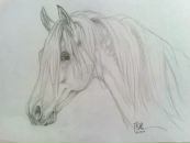 Фотография Тарасенко Ксении