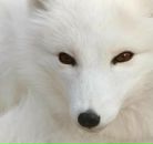 Фотография Торопова Сергея