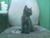 Фотография Лаптановича Андрея