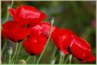 Фотография Пименовой Ольги