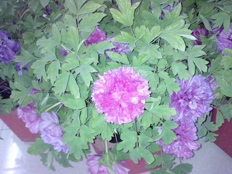 Jin Wei фотография #28