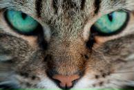 Фотография Терещенко Александра