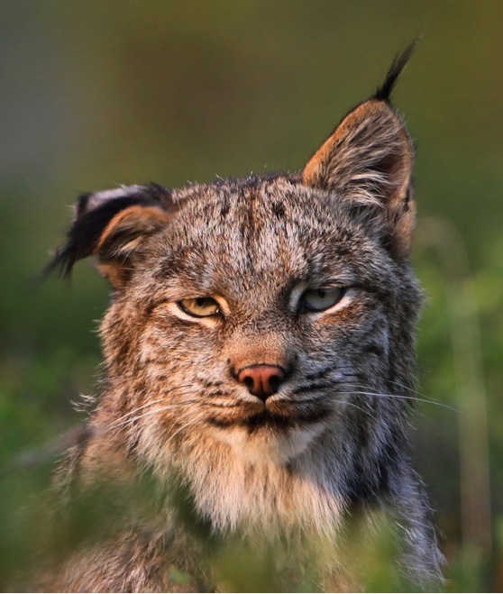 Антон Базаев фотография #16