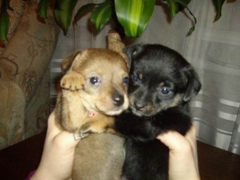 Дмитрий Комаровский фотография #15