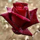 Меир Pinhas фотография #14 (источник - https://vk.com/id8564318)