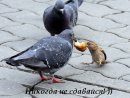 Сергей Галич фотография #15 (источник - https://vk.com/id35142883)