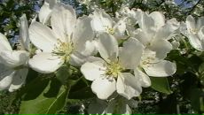 Фотография Гаубис Любови