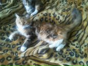 Сергей Орлов фотография #37 (источник - https://vk.com/id2349993)