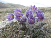 Фотография Коваленко Вероники