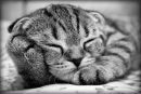 Фотография Королик Виктор