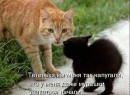 Иришка Венцова фотография #42 (источник - https://vk.com/id4664078)