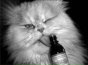 Фотография Bikeyeva Tanya