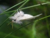 Фотография Katusa Magnuna