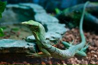 Фотография Ледовского Дмитрия