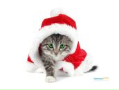 Julia Cherry фотография #15 (источник - https://vk.com/id312291)