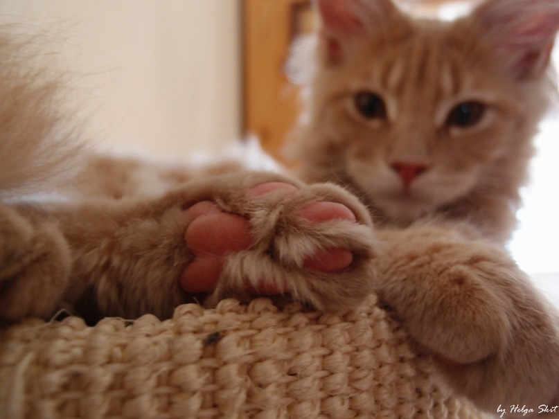 Иван Соболев фотография #24