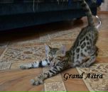 Фотография Гранд Астры Нины