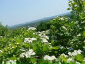 Фотография Мохоро Владимир