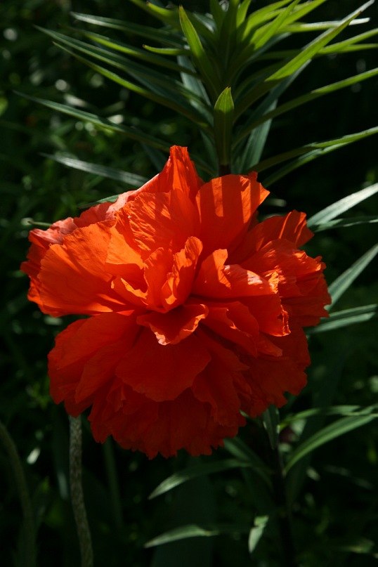 Елена Полеченко фотография #6