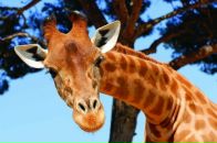 Фотография Губина Михаила