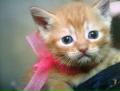 Фотография Лаврентьевой Татьяны