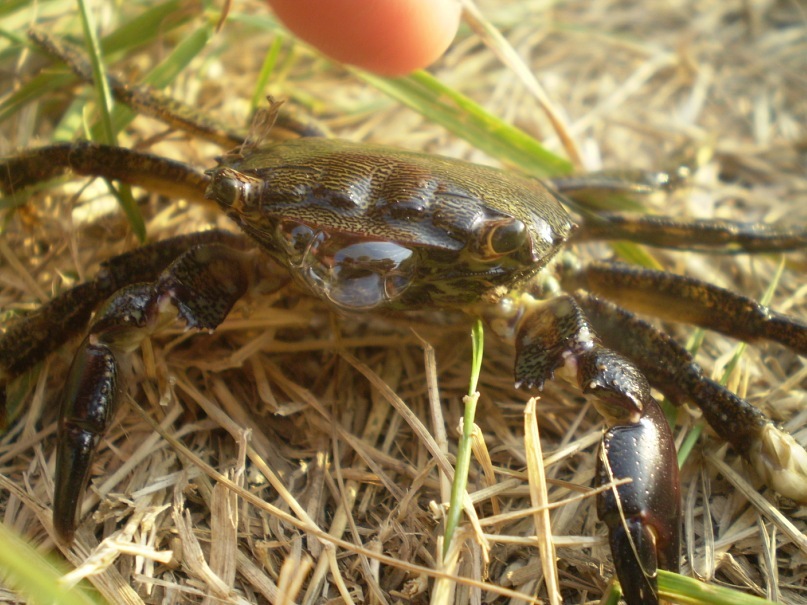 Ира Абакук фотография #3