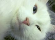 Фотография Мешковой Ларисы