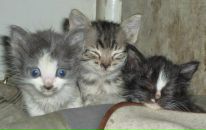 Фотография Меркушев Константин