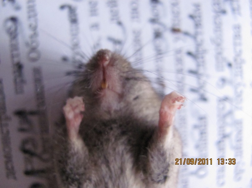 Ольга С фотография #32