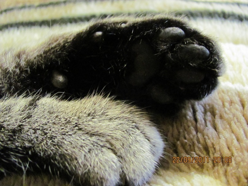 Ольга С фотография #24