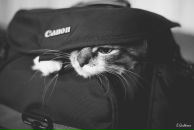 Фотография Каменских Владимира