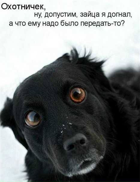 Остап Бендэр фото №5